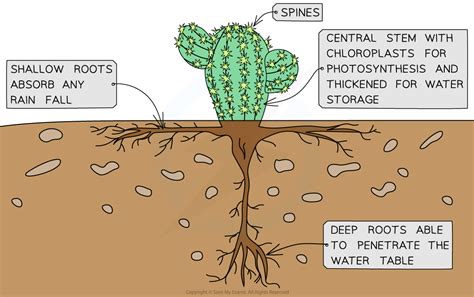 Xerophyte Farming: A Symphony of Resilience and Adaptation