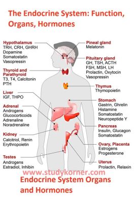 Physiology of the Endocrine Glands: A Symphony of Hormones and Human Health